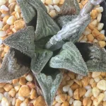 HAWORTHIA IBIS