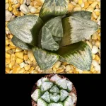 HAWORTHIA ‘MONET’ (RW)