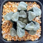 HAWORTHIA MAUGHANII YUZURU - 8.5cm