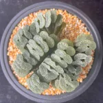 HAWORTHIA TRUNCATA ICE LAKE HYBRID CLUSTER - 14cm