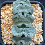 HAWORTHIA TRUNCATA MADAM BUTTERFLY - 8CM