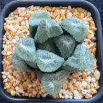 HAWORTHIA MAUGHANII NAUSICA - 7.5CM