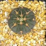 GYMNOCALYCIUM SPEGAZZINII VAR UNGUISPINIUM
