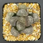 HAWORTHIA MAUGHANII ‘JADE JI’