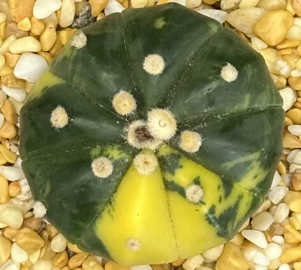ASTROPHYTUM ASTERIAS VARIEGATE
