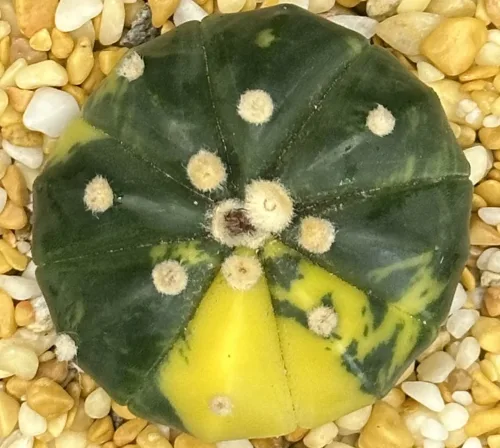 ASTROPHYTUM ASTERIAS VARIEGATE