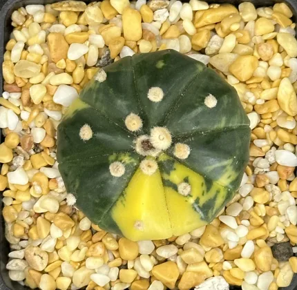 ASTROPHYTUM ASTERIAS VARIEGATE - Image 3