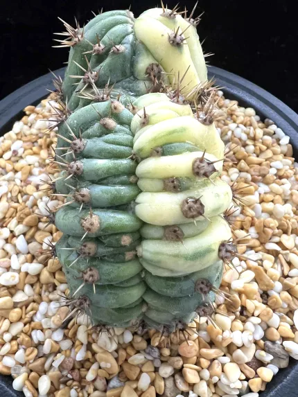 ECHINOPSIS PACHANOI CRISTATE VARIEGATE - Image 6