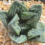 HAWORTHIA SPLENDID - EX RENNY