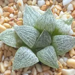 HAWORTHIA COMPLEX HYBRID IACG0321