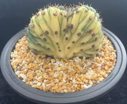 ECHINOPSIS PACHANOI CRISTATE VARIEGATE - Image 2