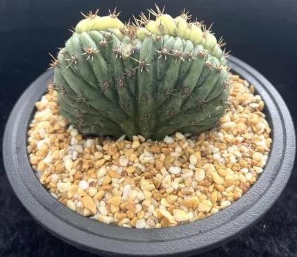 ECHINOPSIS PACHANOI CRISTATE VARIEGATE - Image 3