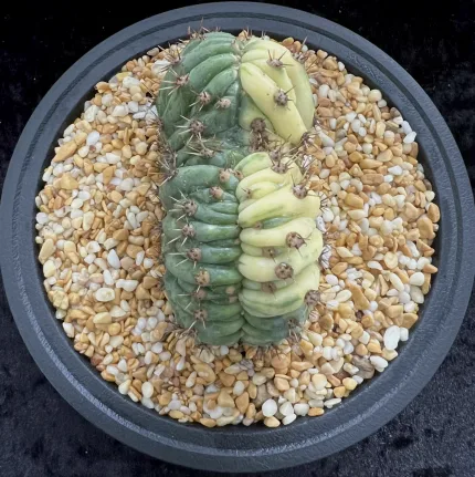 ECHINOPSIS PACHANOI CRISTATE VARIEGATE - Image 4