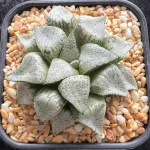 HAWORTHIA WHITE SPRING HALL PICTA 8 CM