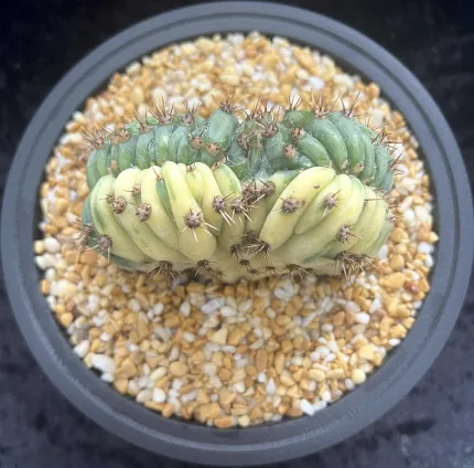 ECHINOPSIS PACHANOI CRISTATE VARIEGATE - Image 5