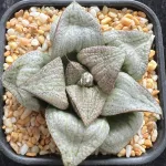 HAWORTHIA TAJ MAHAL - 8 CM