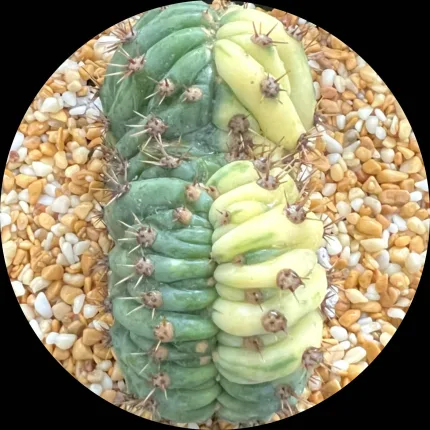ECHINOPSIS PACHANOI CRISTATE VARIEGATE