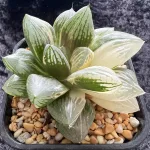 HAWORTHIA YUTAN VARIEGATE