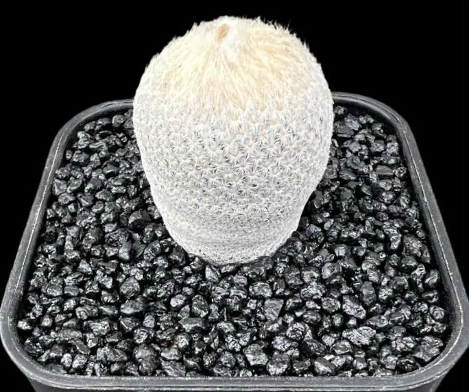 EPITHELANTHA BOKEI - Image 4