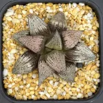HAWORTHIA PICTA  P33  (EX-RENNY)