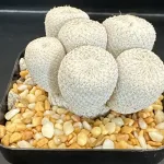 EPITHELANTHA BOKEI - MULTI-HEADED