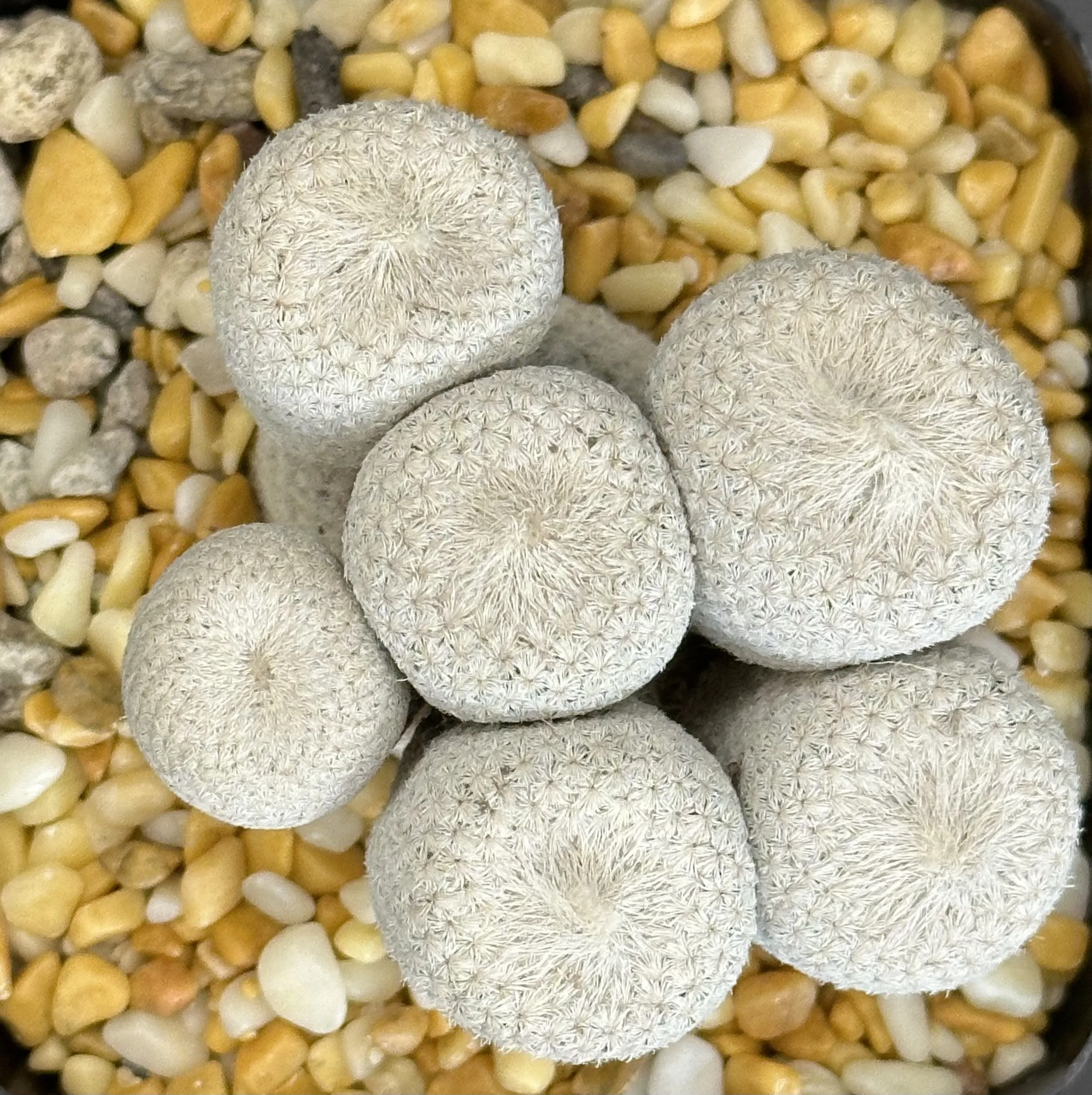 EPITHELANTHA BOKEI - MULTI-HEADED - Image 3