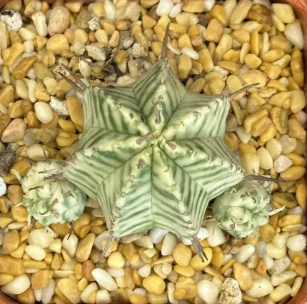 EUPHORBIA MELOFORMIS VARIEGATED - Image 3