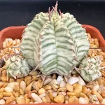 EUPHORBIA MELOFORMIS VARIEGATED