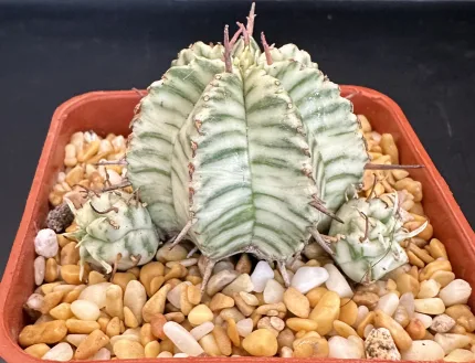 EUPHORBIA MELOFORMIS VARIEGATED