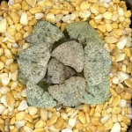 HAWORTHIA PICTA ICED NUCLEI