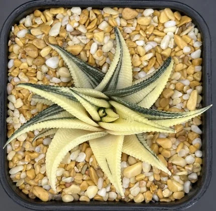 HAWORTHIA LIMIFOLIA REVERSE VARIEGATE - Image 2