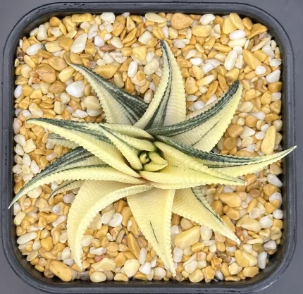 HAWORTHIA LIMIFOLIA REVERSE VARIEGATE