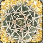 GYMNOCALYCIUM AMBATOENSE