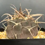 GYMNOCALYCIUM MAZANENSE