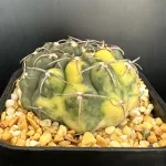 GYMNOCALYCIUM STELLATUM VARIEGATED