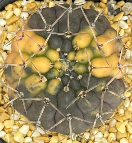 GYMNOCALYCIUM RIOJENSE VARIEGATEDv