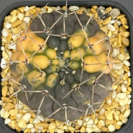 GYMNOCALYCIUM RIOJENSE VARIEGATEDv - Image 2