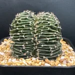 GYMNOCALYCIUM STENOPLEURUM CRISTATE