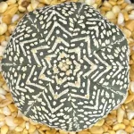 ASTROPHYTUM ASTERIAS V TYPE