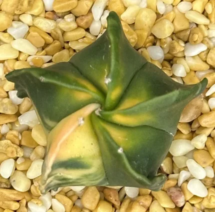 ASTROPHYTUM MYRIOSTIGMA VARIEGATED