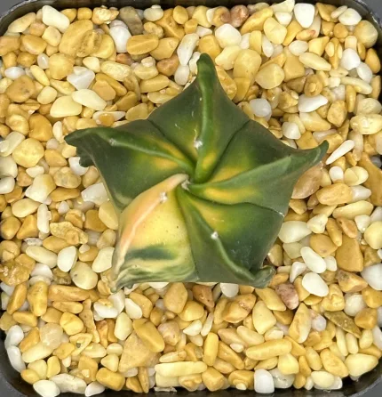 ASTROPHYTUM MYRIOSTIGMA VARIEGATED - Image 3