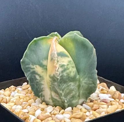 ASTROPHYTUM MYRIOSTIGMA VARIEGATED - Image 2