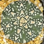 ASTROPHYTUM ASTERIAS V TYPE