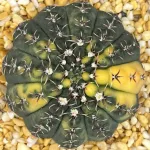 GYMNOCALYCIUM BODENBENDERIANUM VARIEGATED