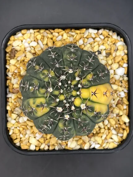 GYMNOCALYCIUM BODENBENDERIANUM VARIEGATED - Image 3