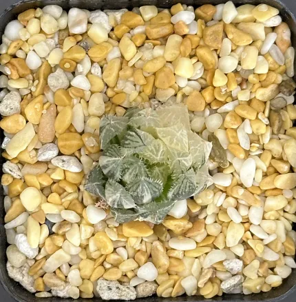 HAWORTHIA MIRRORBALL VARIEGATE - Image 4