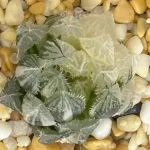 HAWORTHIA MIRRORBALL VARIEGATE