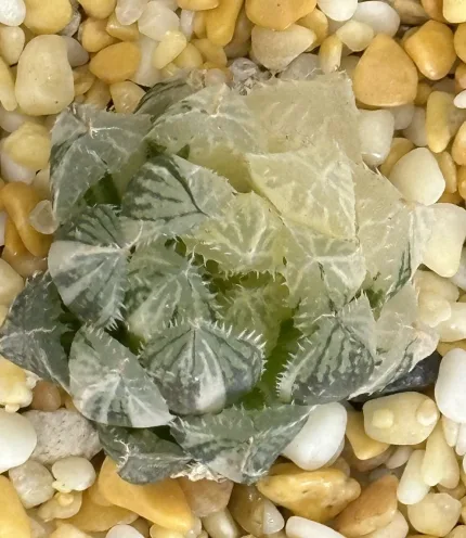 HAWORTHIA MIRRORBALL VARIEGATE