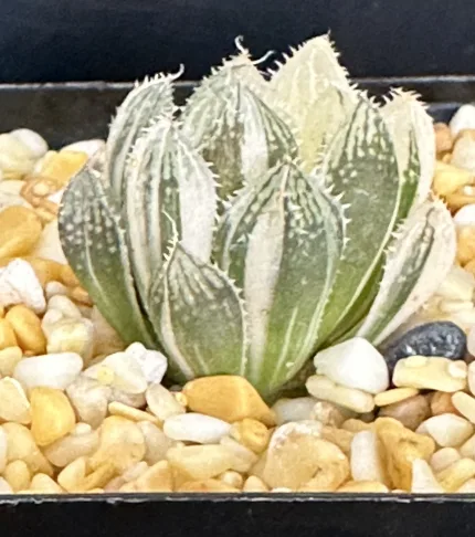 HAWORTHIA MIRRORBALL VARIEGATE - Image 3