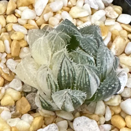 HAWORTHIA MIRRORBALL VARIEGATE - Image 2